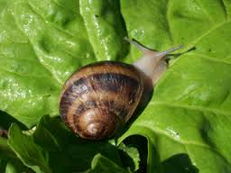 snail farming business