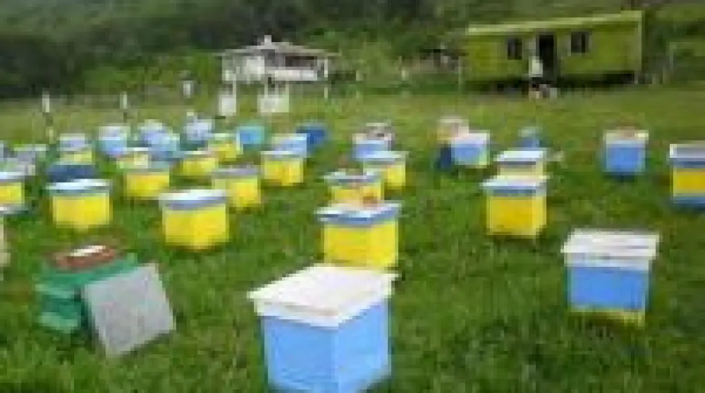 how-to-start-a-profitable-beekeeping-business-99businessideas