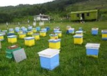 Beekeeping Business