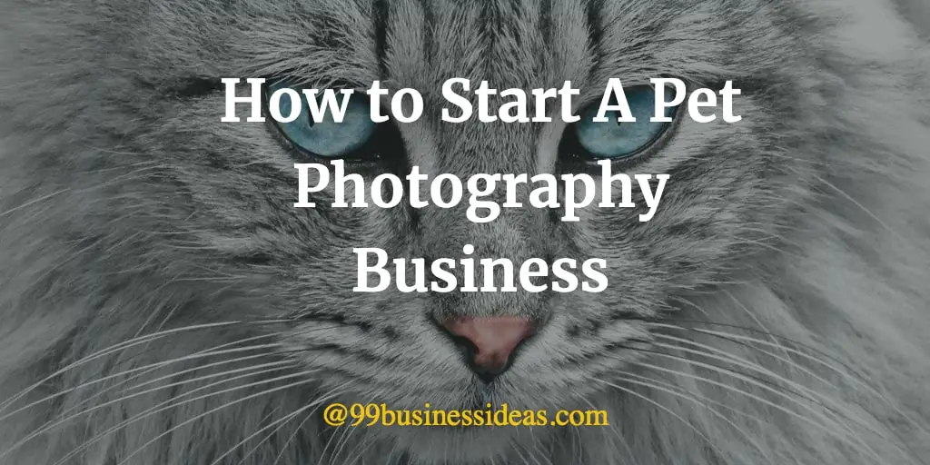 pet photography business plan