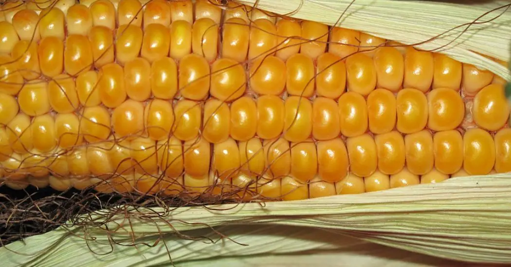 Corn Roast