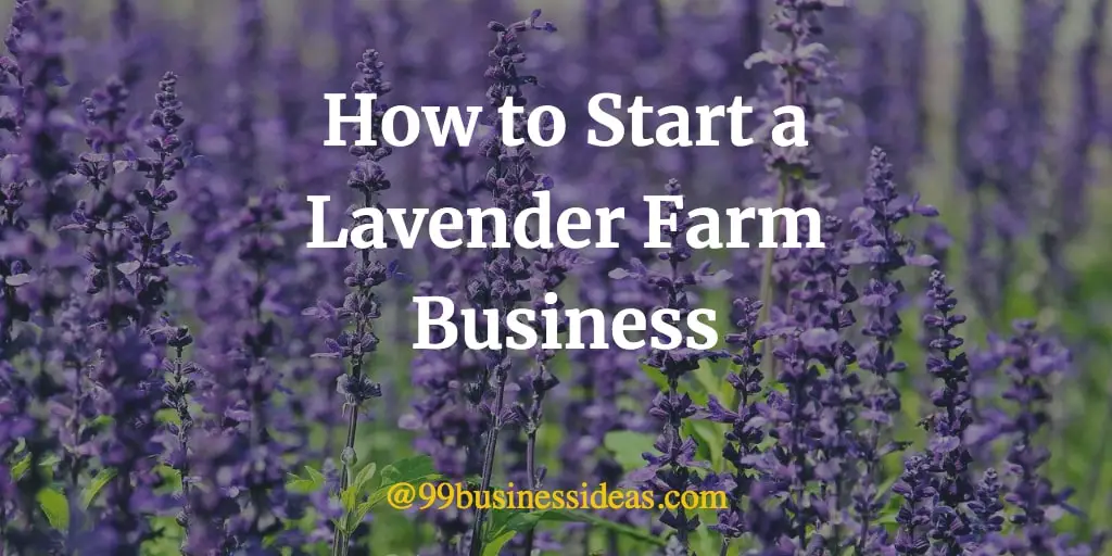 how to start lavender farm business