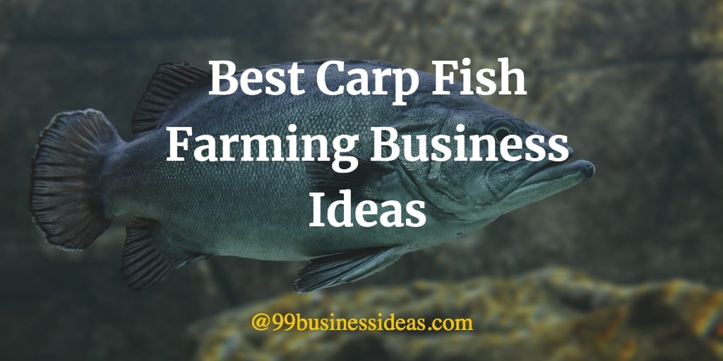 best carp fish business ideas