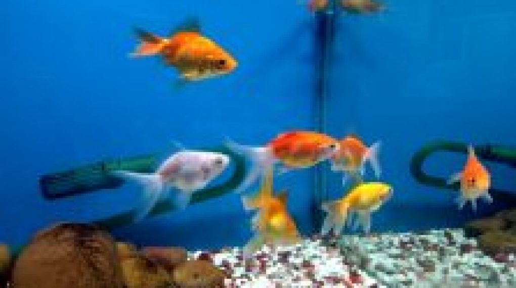 ornamental fish farming