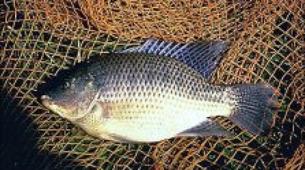 Tilapia Fish Farming A detailed Business Plan Guide for Beginners