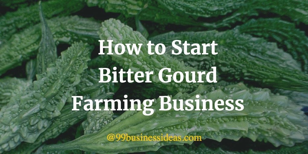 here is a complete guide to start bitter gourd farming business