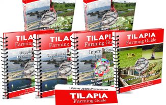 tilapia farming guide