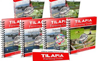 tilapia farming guide