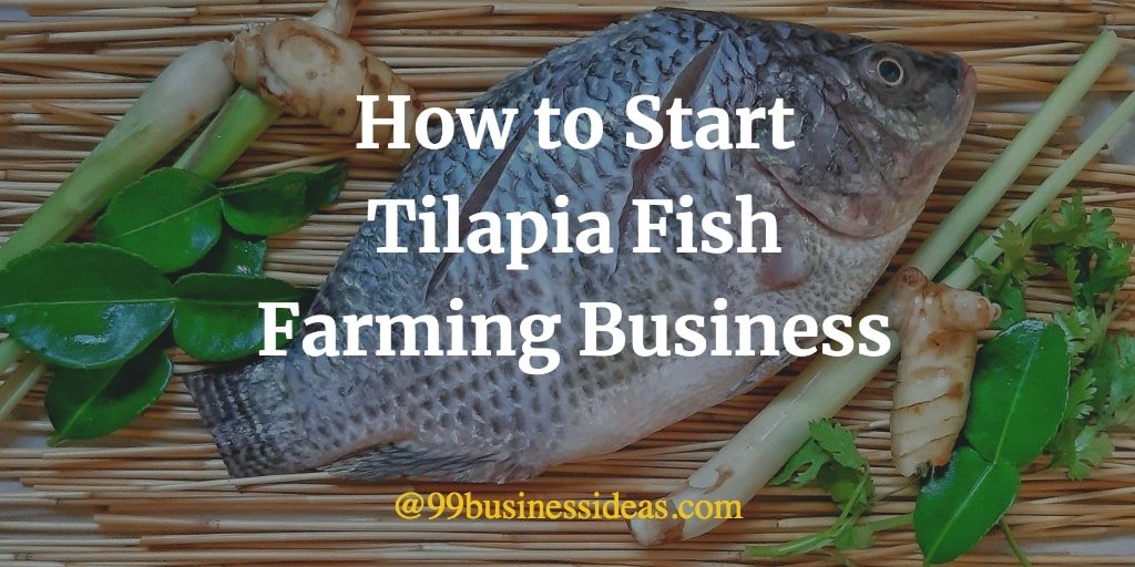 How to Start Tilapia Fish Farming in 6 Steps 99BusinessIdeas