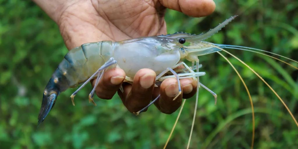 image of a shrimp