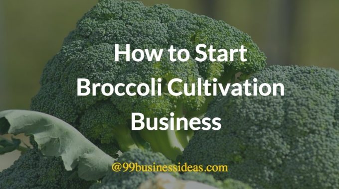 how to start broccoli cultivation business