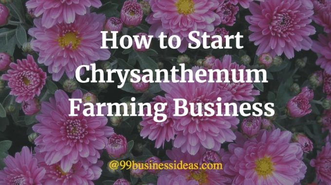 chrysanthemum flower farming