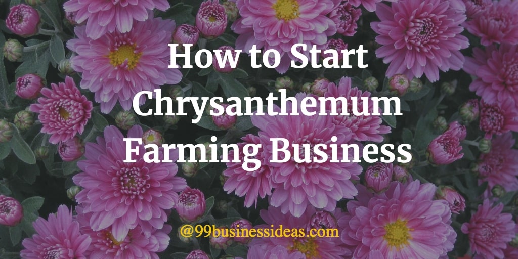 Chrysanthemum Flower Farming Business Guide