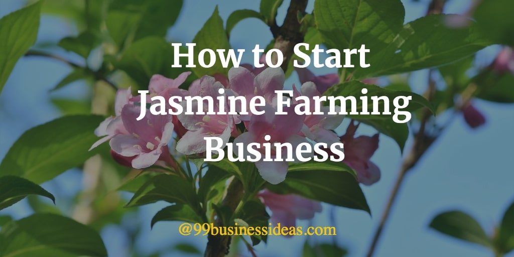 How to Start Jasmine Farming Business in 7 Steps