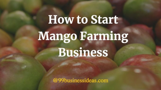 mango farming business