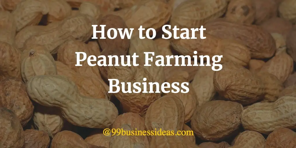 business plan on groundnut production