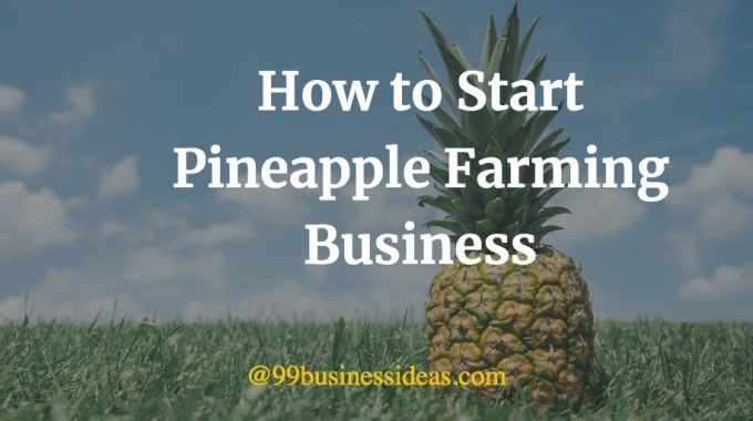 pineapple farming business