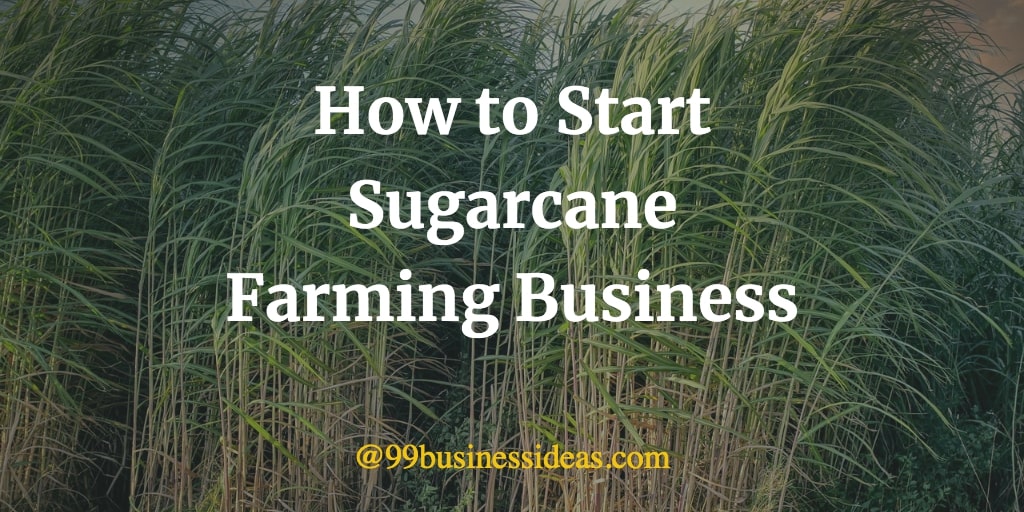How to Start a Sugarcane Farming Business in 7 Steps