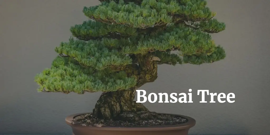 pi of a bonsai tree