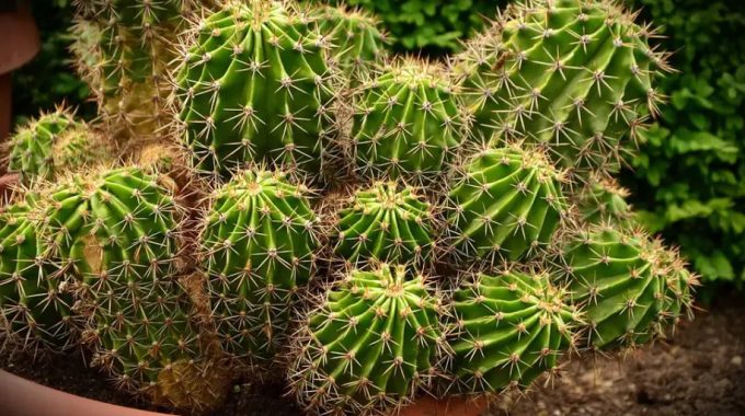 fetured image for the blog article - how to start cactus arrangements business