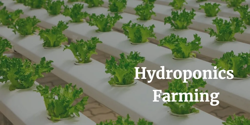 hydroponics farming