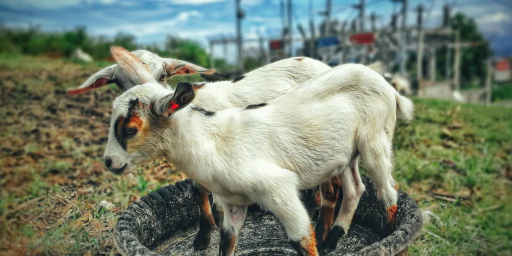 goat farming
